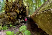 Redwood National Park: 3-Day Immersive Experience
